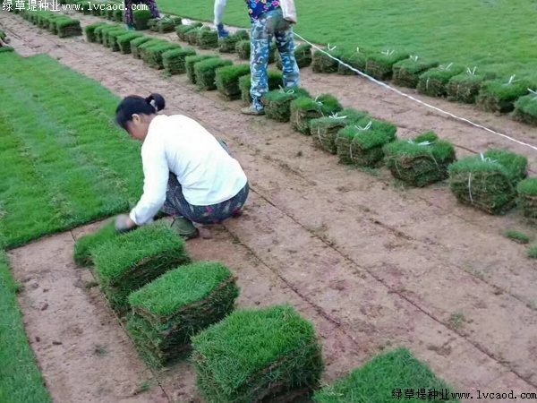 馬尼拉草坪.jpg 馬尼拉草坪.jpg