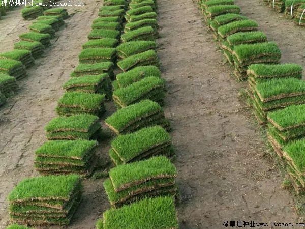 馬尼拉草坪.jpg 馬尼拉草坪.jpg