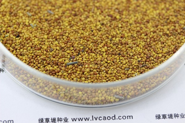 白三葉草種子的種植方法及技巧 白三葉草種子的種植方法及技巧