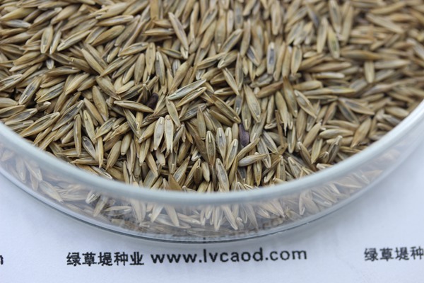 高羊茅的種子多少錢(qián)一斤 高羊茅的種子多少錢(qián)一斤