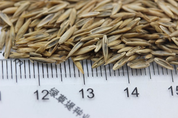 高羊茅的種子多少錢(qián)一斤 高羊茅的種子多少錢(qián)一斤