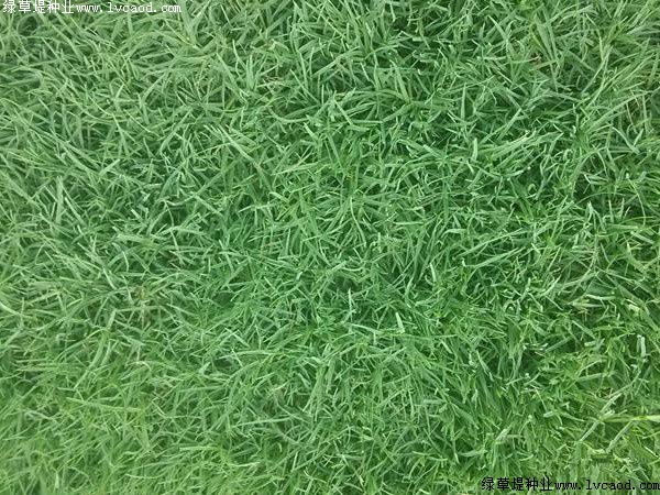 狗牙根草坪為什么會長得很高 狗牙根草坪為什么會長得很高