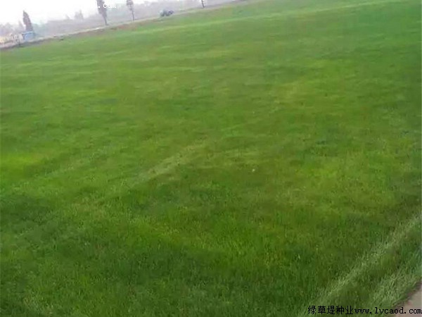 狗牙根草坪為什么會長得很高 狗牙根草坪為什么會長得很高