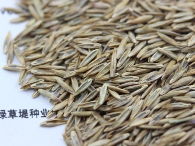 高羊茅種子的播種時間