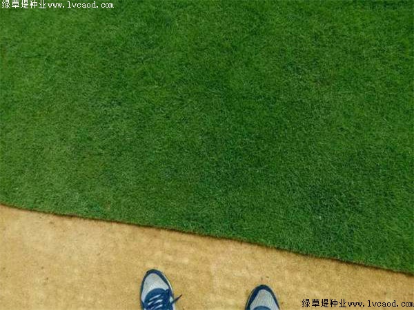 馬尼拉草坪 馬尼拉草坪