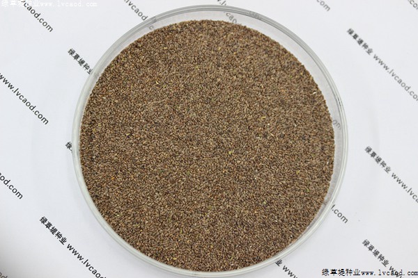 狗牙根種子 狗牙根種子