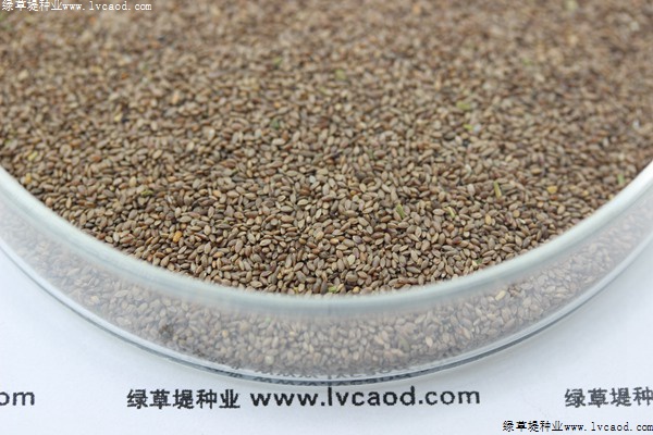 狗牙根種子 狗牙根種子
