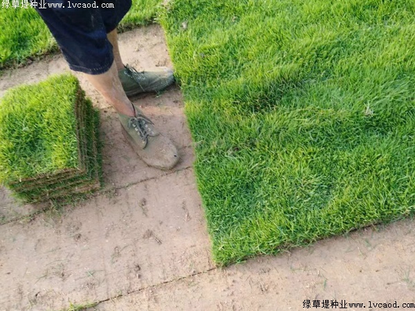 別墅綠化可以用馬尼拉草坪?jiǎn)? alt=