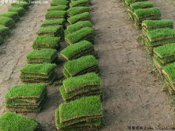 別墅綠化可以用馬尼拉草坪?jiǎn)? alt=