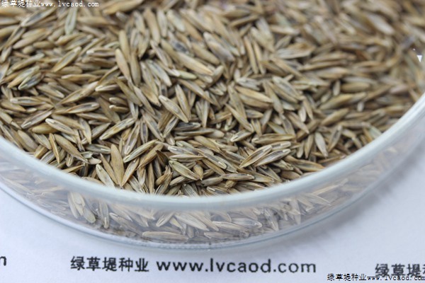 藍標高羊茅