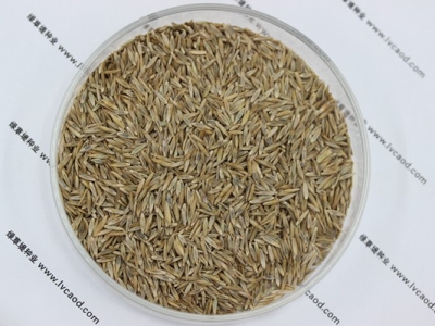藍標高羊茅種子相關(guān)生長特性和科學播種方法