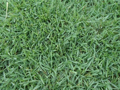 臺灣二號草坪有種子嗎，是不是結縷草？