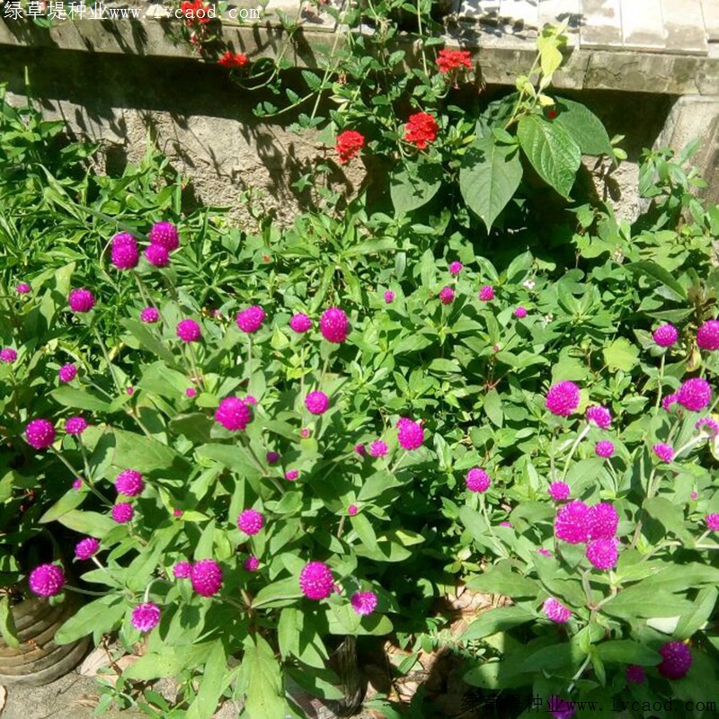 千日紅 千日紅