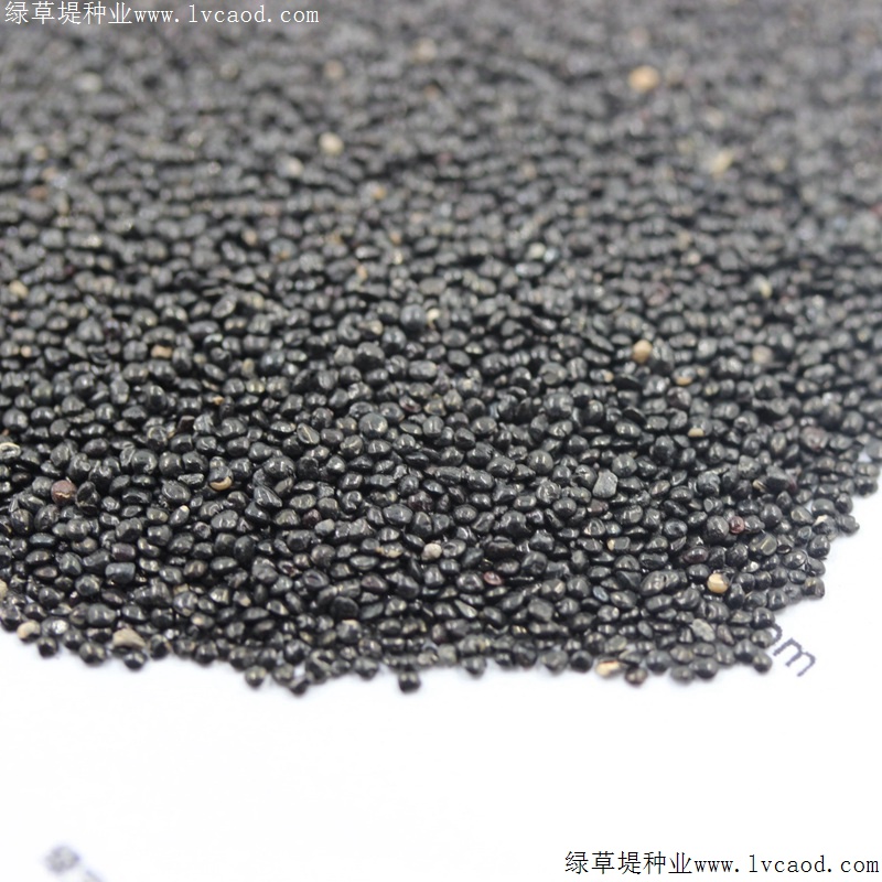火焰雞冠花