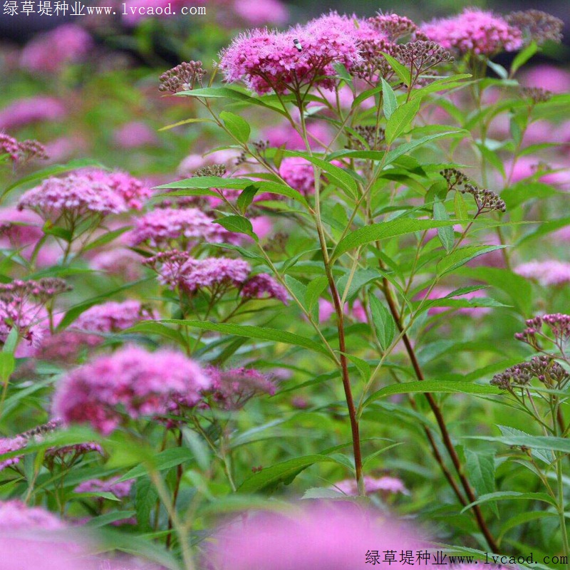 繡線菊 繡線菊