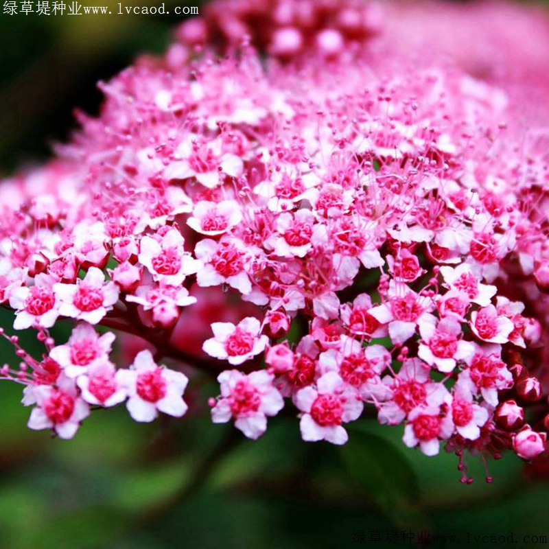 繡線菊 繡線菊