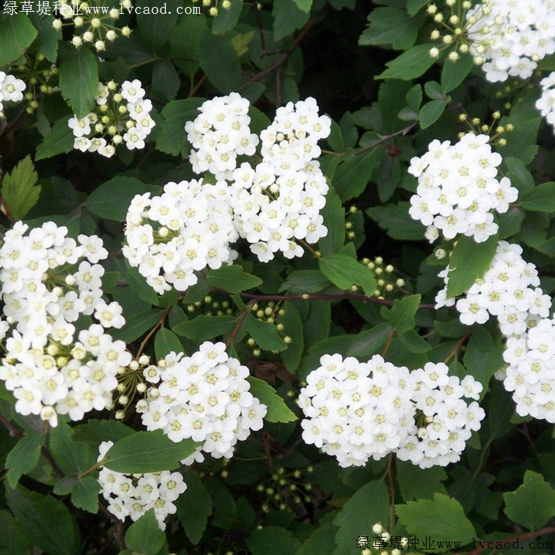 繡線菊 繡線菊