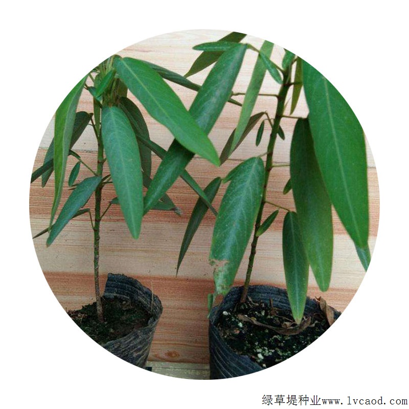 跳舞草 跳舞草
