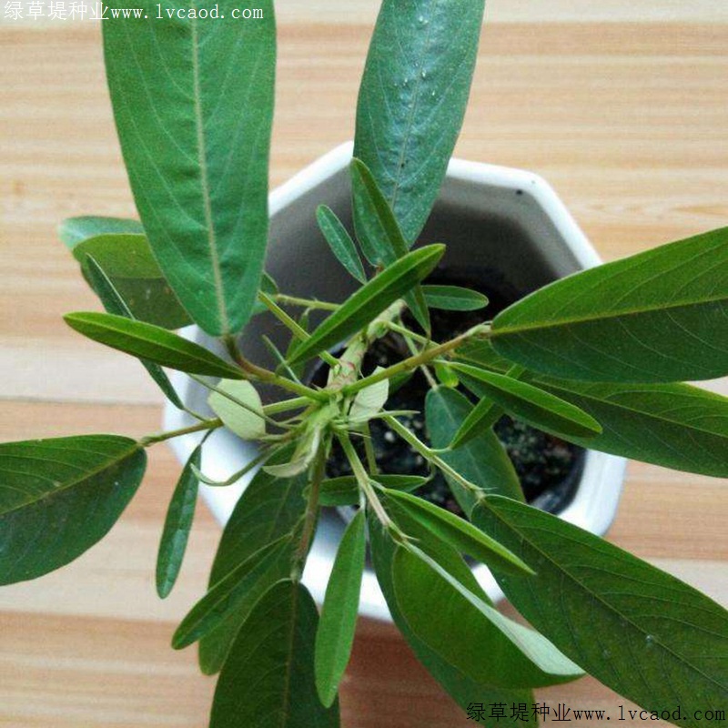 跳舞草 跳舞草