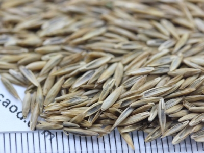 高羊茅種子的零售價(jià)格具體是多少？