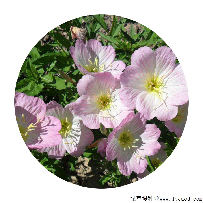 夜來香 夜來香