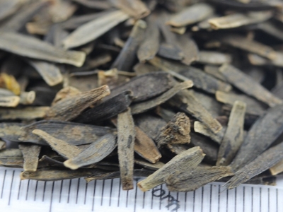 小麗花的花語是什么？代表著什么？