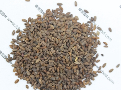 一串紅種子的市場價(jià)格為多少？