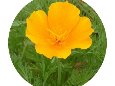三色旋花種子應(yīng)該在哪里購買？