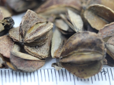 中國傳統花卉杜鵑種子的價格是多少？
