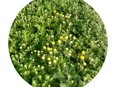 地被菊種子開花需要多長時間？
