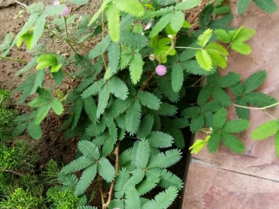 含羞草的花語是什么？代表著什么？