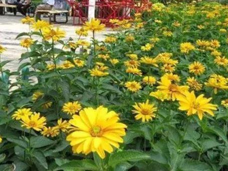 「日光菊」日光菊的種植方法 「日光菊」日光菊的種植方法