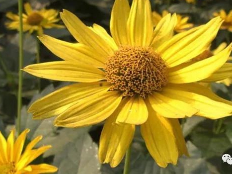 「日光菊」日光菊的種植方法 「日光菊」日光菊的種植方法