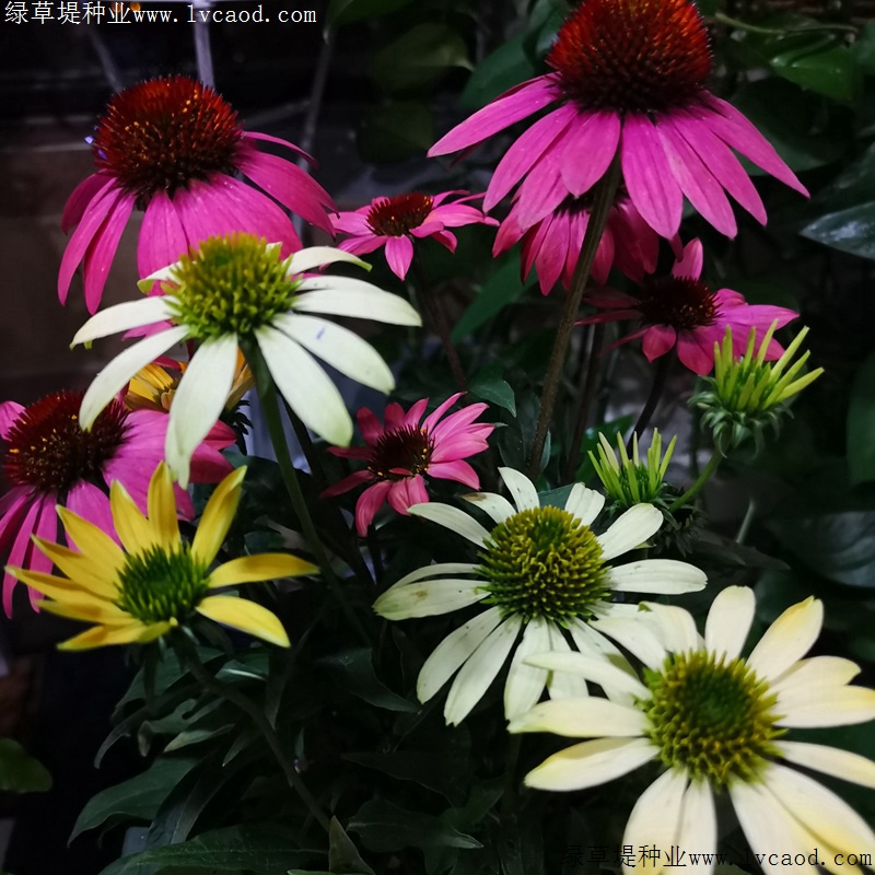 松果菊 松果菊