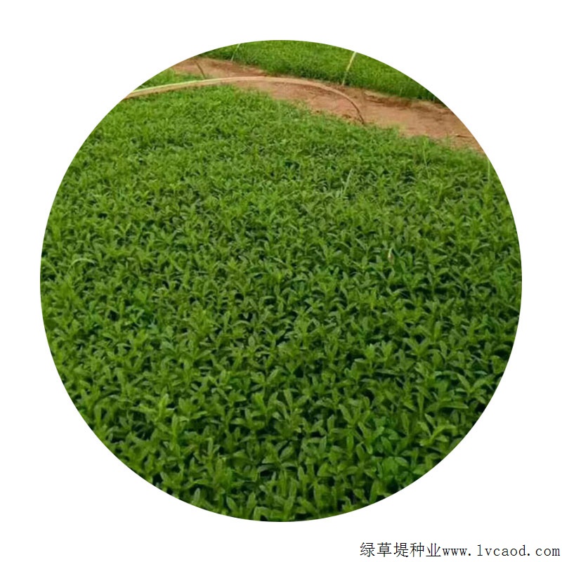 甜葉菊 甜葉菊