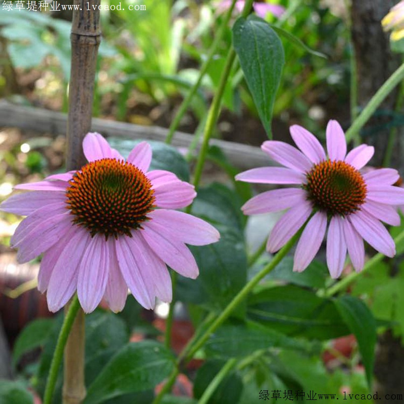 松果菊 松果菊