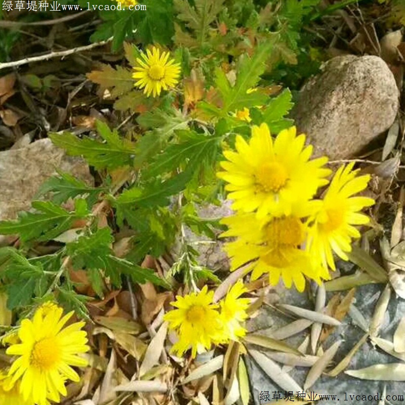 野菊花 野菊花