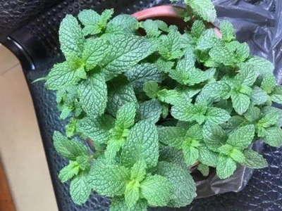 薄荷種子什么時(shí)候播種最好？