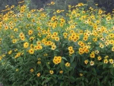 日光菊------花種子種植