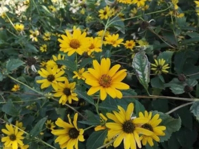 日光菊要如何種植嗎？