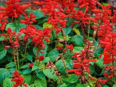 一串紅養(yǎng)護很重要，尤其是這幾點