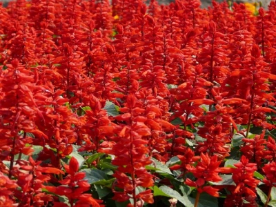一串紅如何安全度過冬季？怎么養(yǎng)護才能開花多又艷？