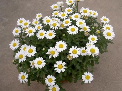 白晶菊什么時(shí)候開(kāi)花