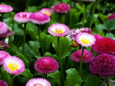 秋季適合播種培育的雛菊，這5個品種很好養(yǎng)，每年可重復(fù)開花