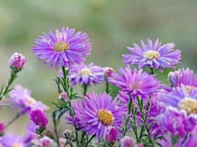 茼蒿菊——簡單幾步 打造球形花海，花開爆盆、花開不斷 滿花園