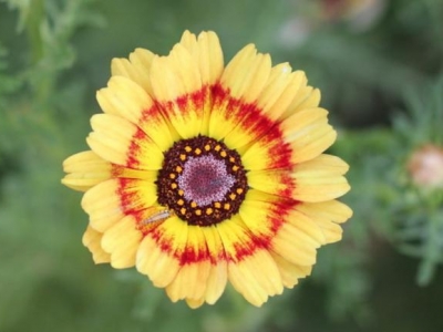 花環菊，別說你不喜歡它，花色絢麗且花期長，好養
