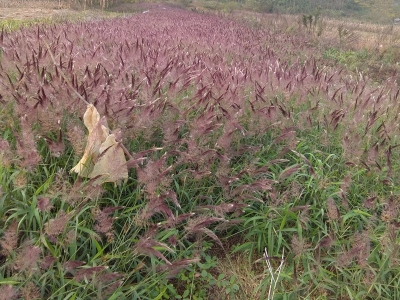  糖蜜草種子的市場價格是多少？
