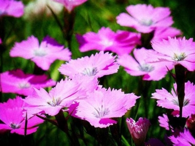 夏季養(yǎng)“石竹”，只需注意“1點”，四季開出“五彩石竹花”