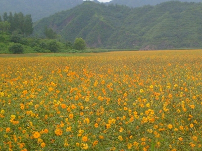 硫華菊種子市場(chǎng)價(jià)格是多少？