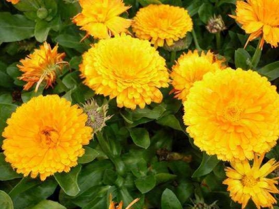 怎么在家里養(yǎng)好金盞菊？管理方法你知道了嗎？請(qǐng)牢記下面這幾點(diǎn)
